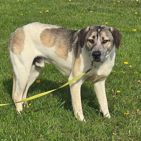 Droppy, male mixed breed for adoption at 30 Millions d'Amis, Paris — photo 3 of 5