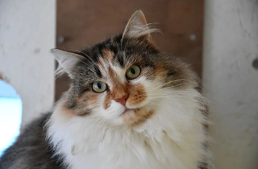 Farrah, female mixed breed for adoption at 30 Millions d'Amis, Paris