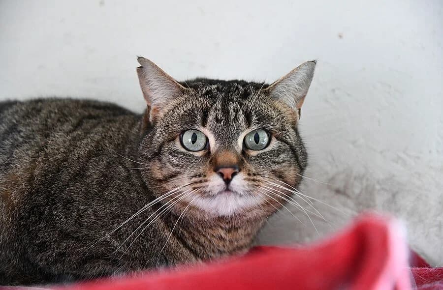 Zinnia, female mixed breed for adoption at 30 Millions d'Amis, Paris