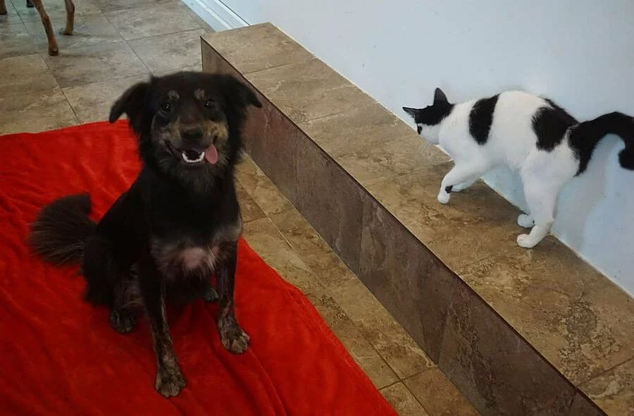 Bundle, female Mixed Breed for adoption at 30 Millions d'Amis, Paris