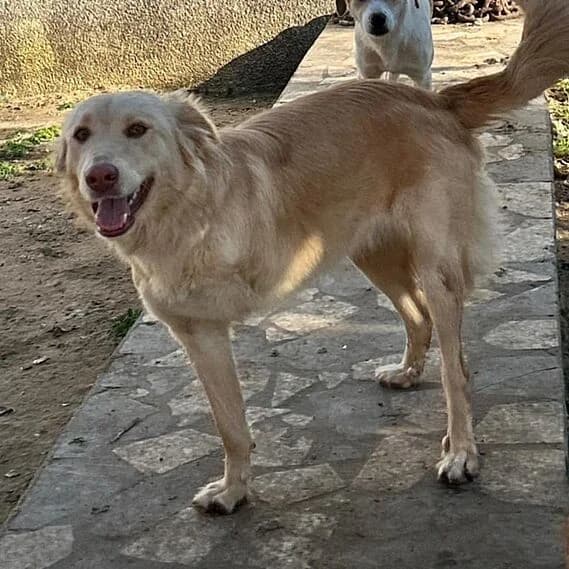 Bundle, female Mixed Breed for adoption at 30 Millions d'Amis, Paris — photo 4 of 5