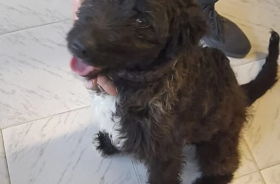 Beverly, female Mixed Breed for adoption at 30 Millions d'Amis, Paris