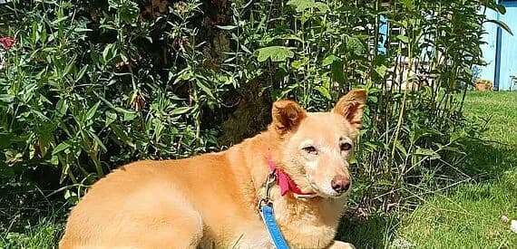 Beverly, female Mixed Breed for adoption at 30 Millions d'Amis, Paris — photo 2 of 5