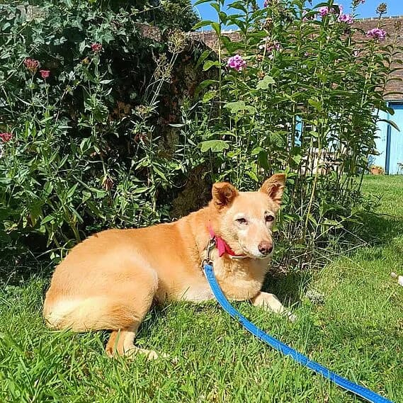 Beverly, female Mixed Breed for adoption at 30 Millions d'Amis, Paris — photo 3 of 5