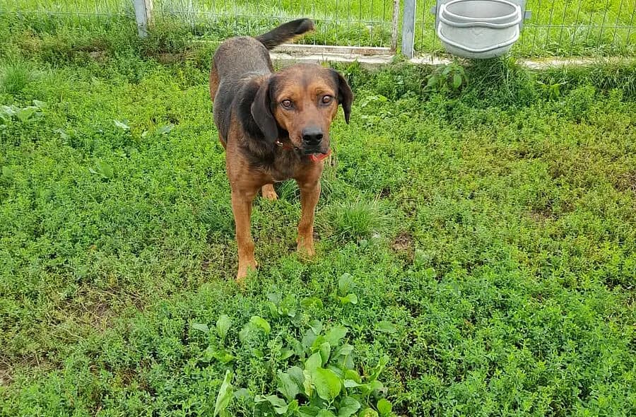 Bueno, male Mixed Breed for adoption at 30 Millions d'Amis, Paris