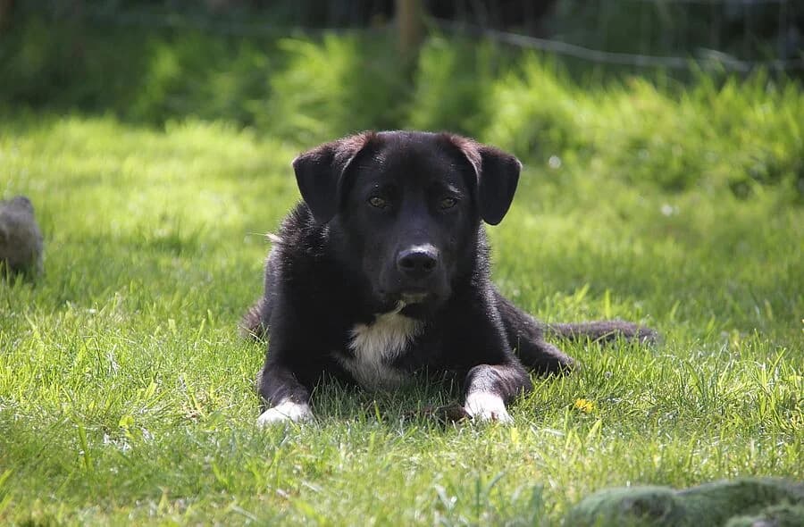 Bonzo, male Border Collie for adoption at 30 Millions d'Amis, Paris