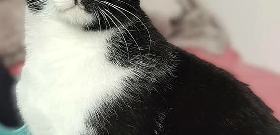 Emy,  (30 Millions d'Amis)