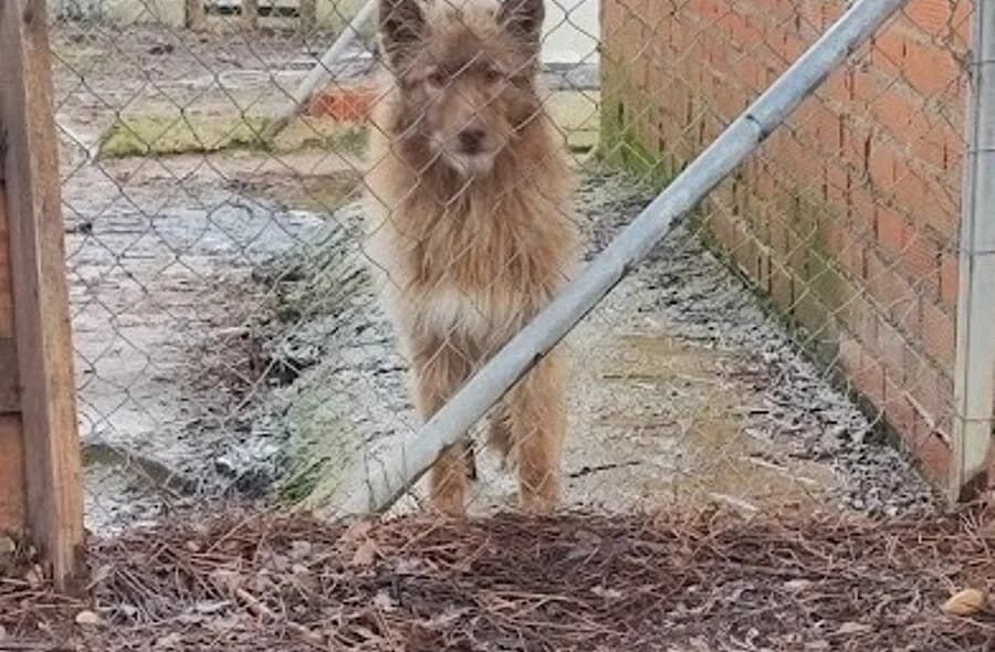 Zorro, Mixed Breed (30 Millions d'Amis)