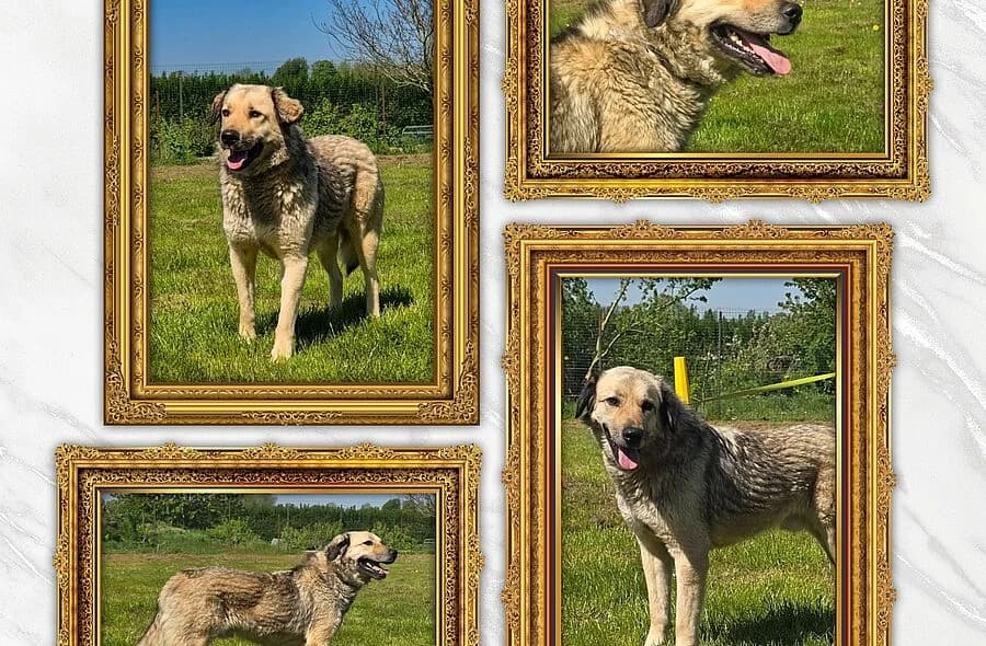 Droppy, Mixed Breed (30 Millions d'Amis)