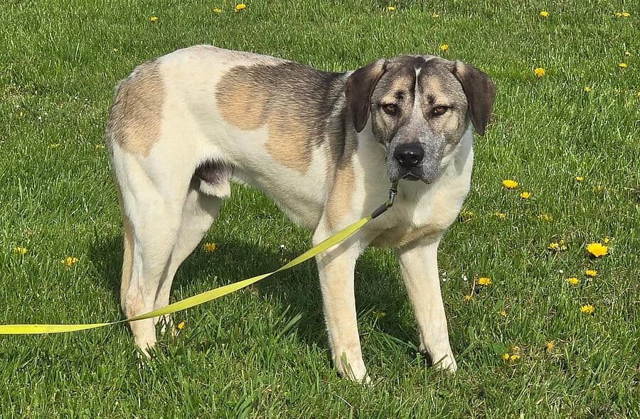 Axsel, Mixed Breed (30 Millions d'Amis)