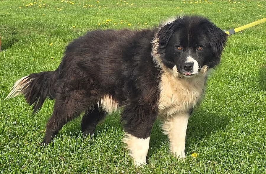 Arap, male 4yo Border Collie for adoption at 30 Millions d'Amis, Paris