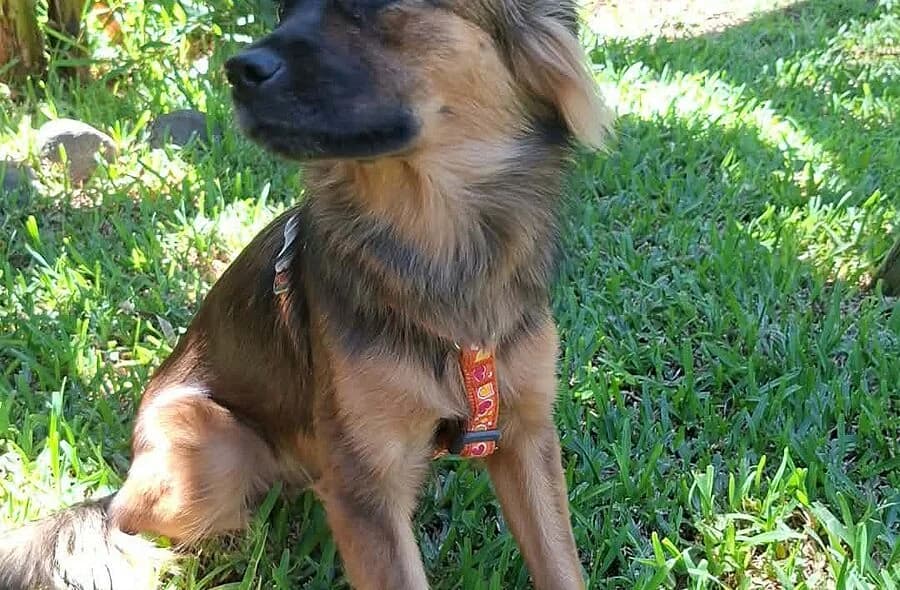 Adsila, female mixed breed for adoption at 30 Millions d'Amis, Paris