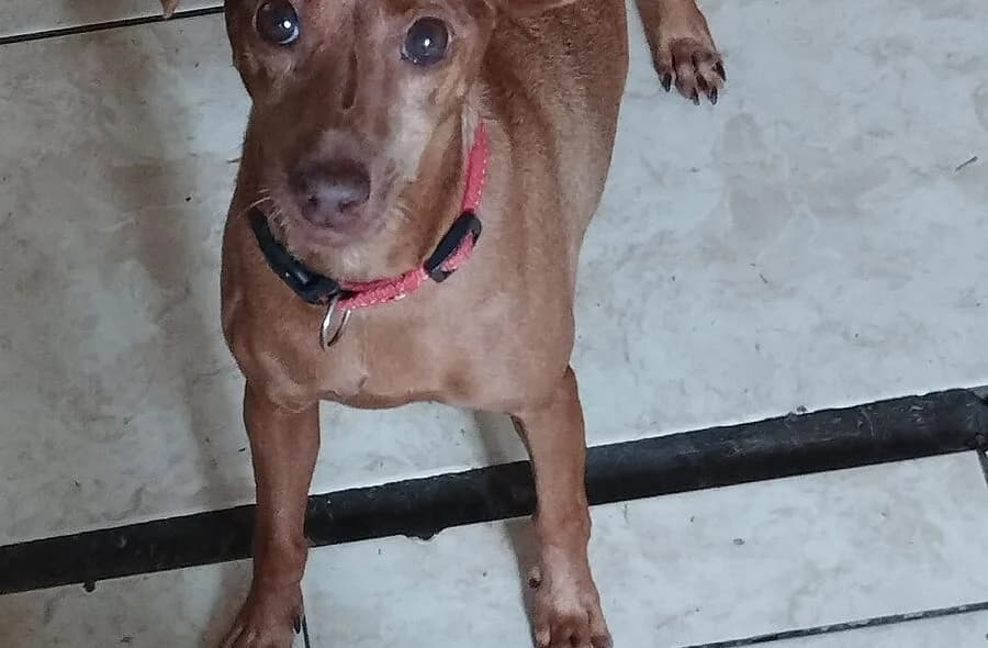 Tashi, female mixed breed for adoption at 30 Millions d'Amis, Paris