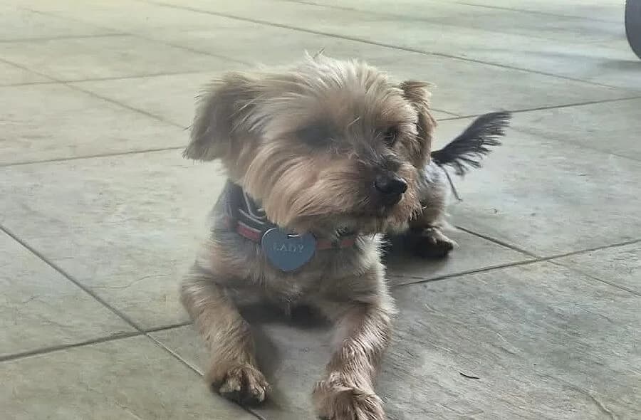 Lady, female Yorkshire Terrier for adoption at 30 Millions d'Amis, Paris