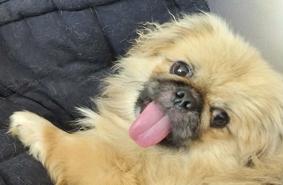 Lallo, male mixed breed for adoption at 30 Millions d'Amis, Paris