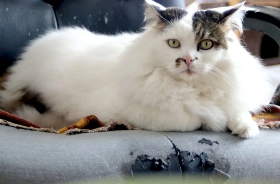 Tiloup, male mixed breed for adoption at 30 Millions d'Amis, Paris