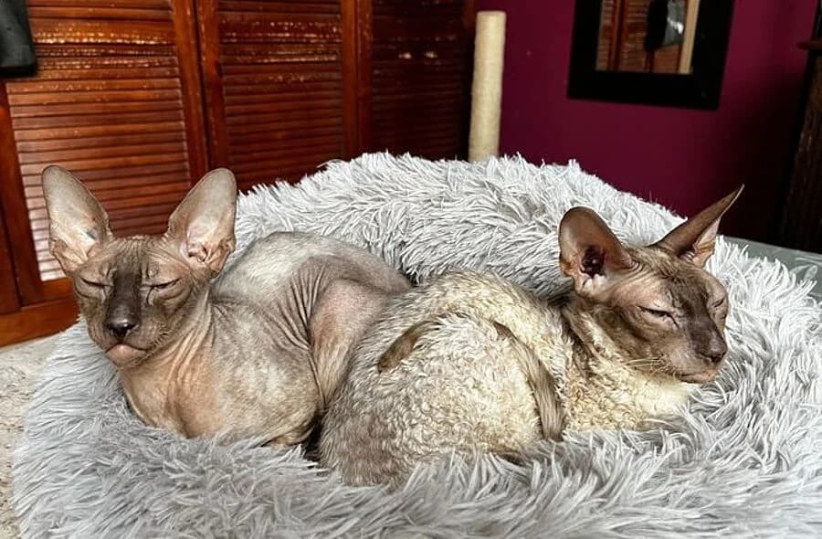 Leia, male mixed breed for adoption at 30 Millions d'Amis, Paris