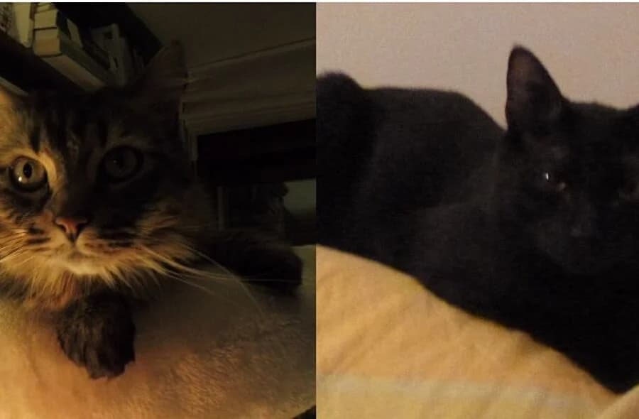 Micky, male 4yo mixed breed for adoption at 30 Millions d'Amis, Paris