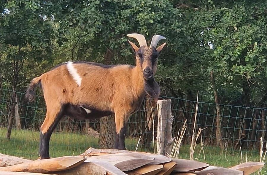 Dyonisos, male 4yo Mixed Breed for adoption at 30 Millions d'Amis, Paris