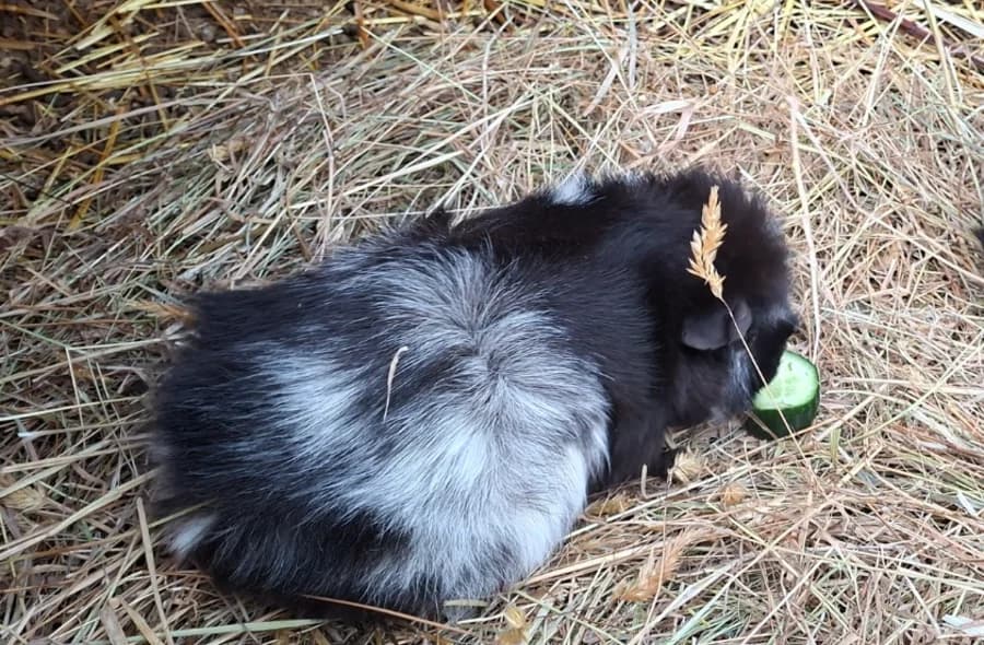 Kad, male 4yo Mixed Breed for adoption at 30 Millions d'Amis, Paris