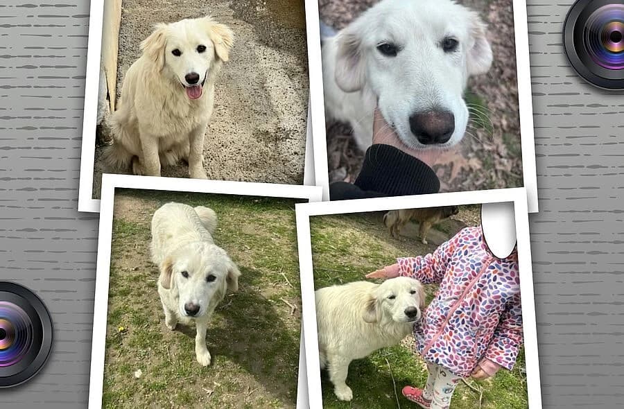 Bubo, male 4yo Golden Retriever for adoption at 30 Millions d'Amis, Paris