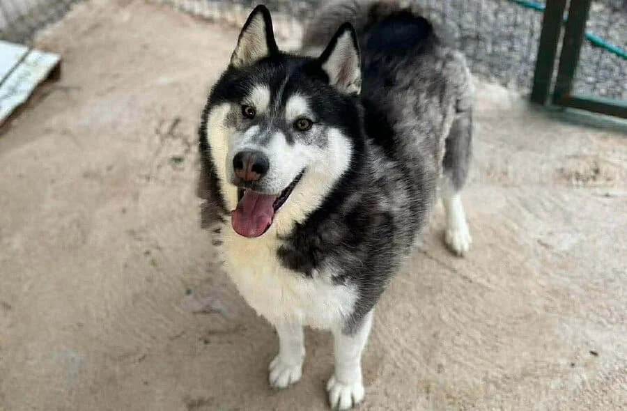 Bojka, male 4yo Husky for adoption at 30 Millions d'Amis, Paris