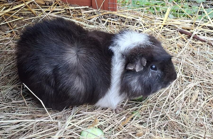 Sweety, male 4yo Mixed Breed for adoption at 30 Millions d'Amis, Paris