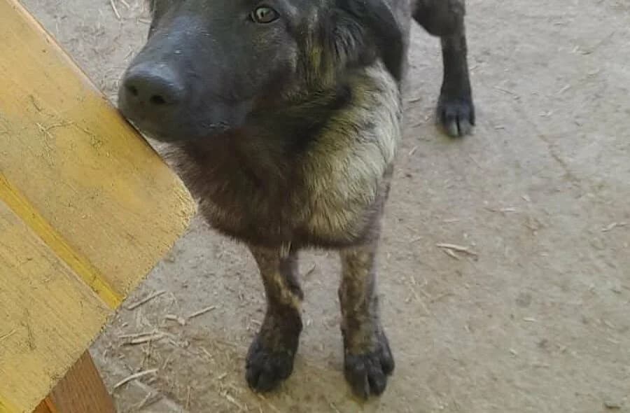 Ginger, Mixed Breed (30 Millions d'Amis)