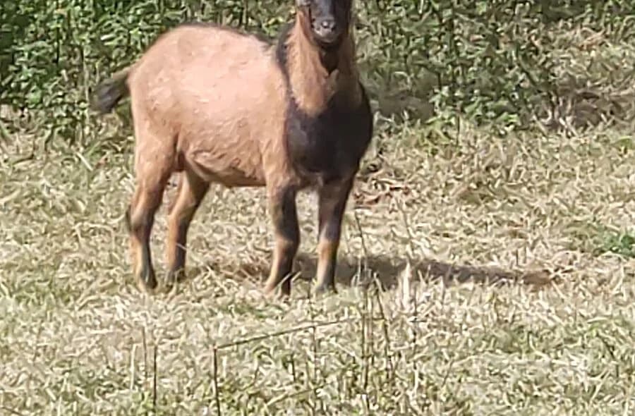 Limp, male 4yo Mixed Breed for adoption at 30 Millions d'Amis, Paris