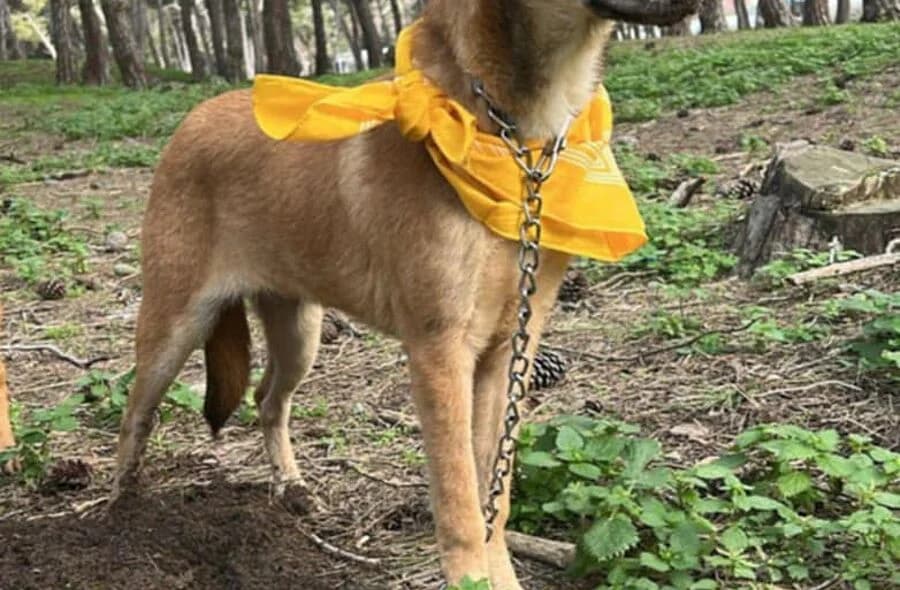 Cassie, Mixed Breed (30 Millions d'Amis)