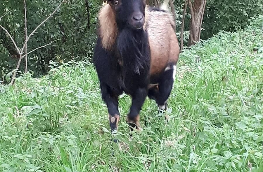 Titan, male 4yo Mixed Breed for adoption at 30 Millions d'Amis, Paris