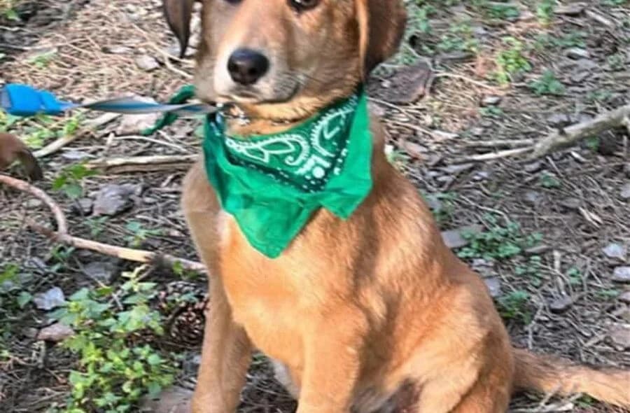 Choupi, Mixed Breed (30 Millions d'Amis)