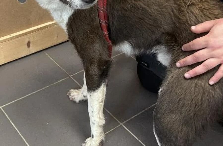 Rocco, male 4yo Border Collie for adoption at 30 Millions d'Amis, Paris