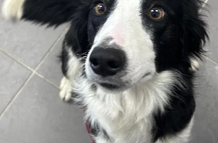 Tenga, female 4yo Border Collie for adoption at 30 Millions d'Amis, Paris