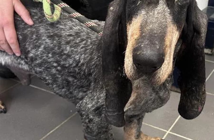 Tango, male 4yo Basset Hound for adoption at 30 Millions d'Amis, Paris
