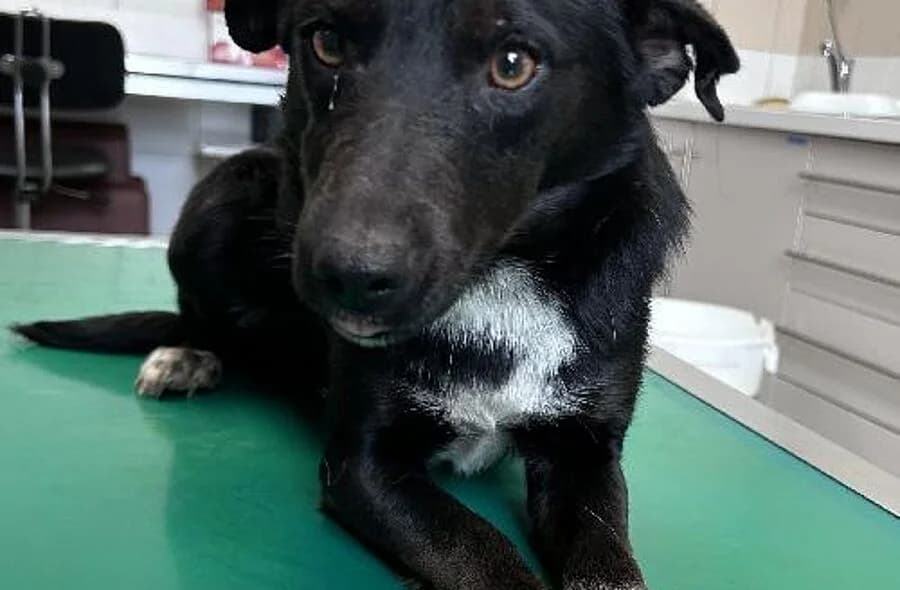Dora, female 4yo mixed breed for adoption at 30 Millions d'Amis, Paris