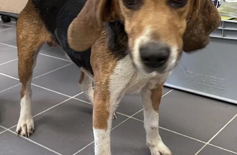 Pablo, male 4yo Beagle for adoption at 30 Millions d'Amis, Paris