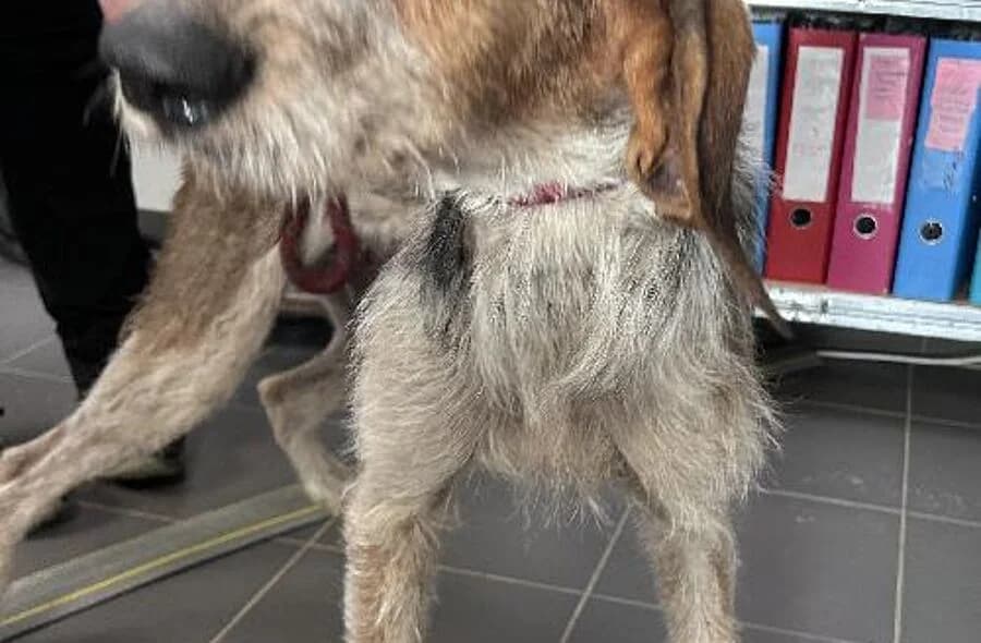 Urleur, male 4yo mixed breed for adoption at 30 Millions d'Amis, Paris