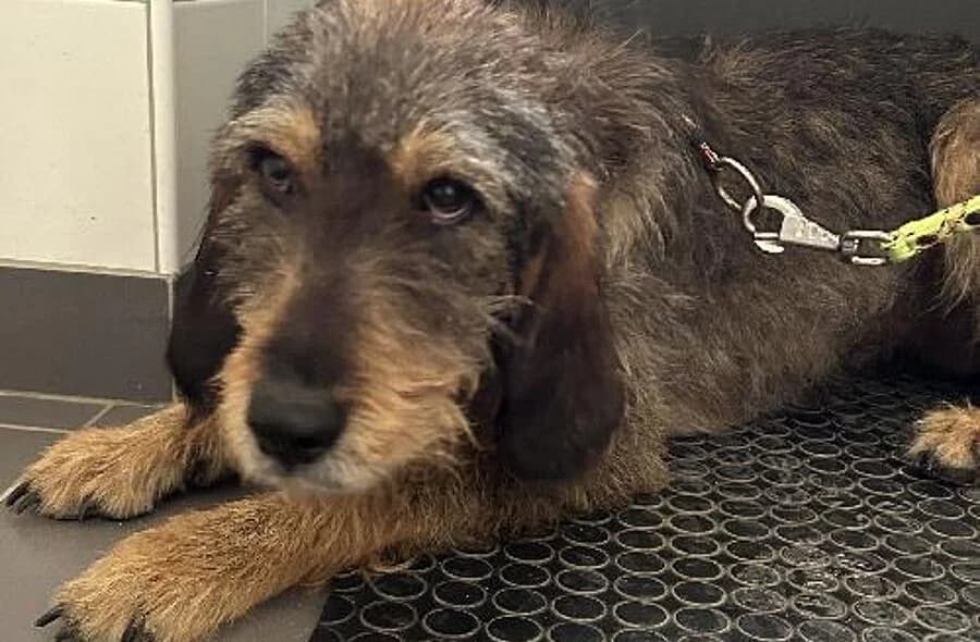 Babouche, male 4yo mixed breed for adoption at 30 Millions d'Amis, Paris