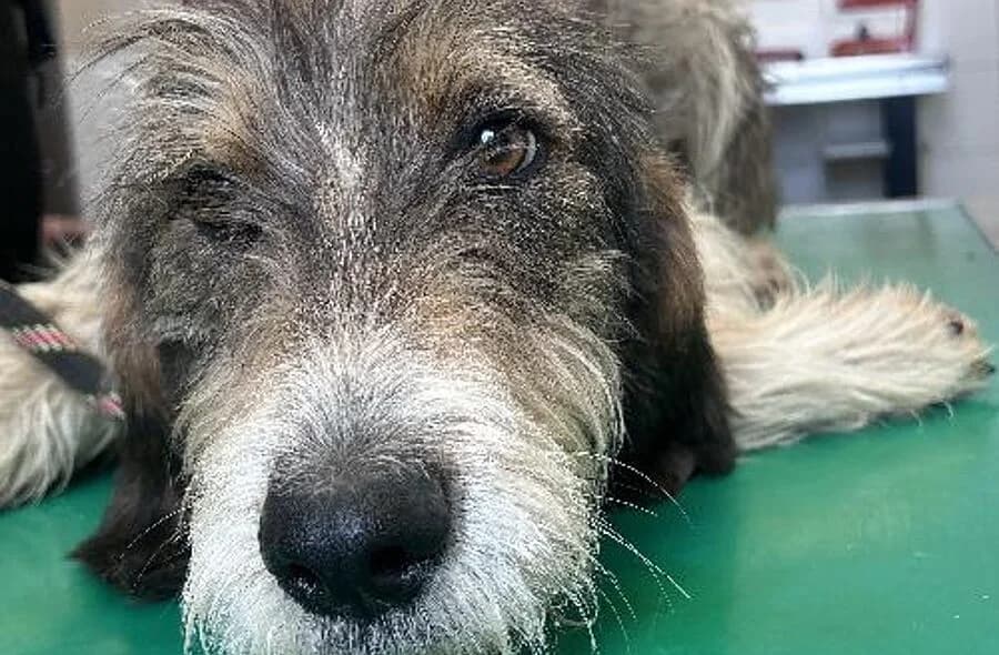 Boba, male 4yo mixed breed for adoption at 30 Millions d'Amis, Paris