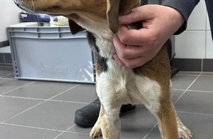 Bouillebouille, female 4yo Beagle for adoption at 30 Millions d'Amis, Paris