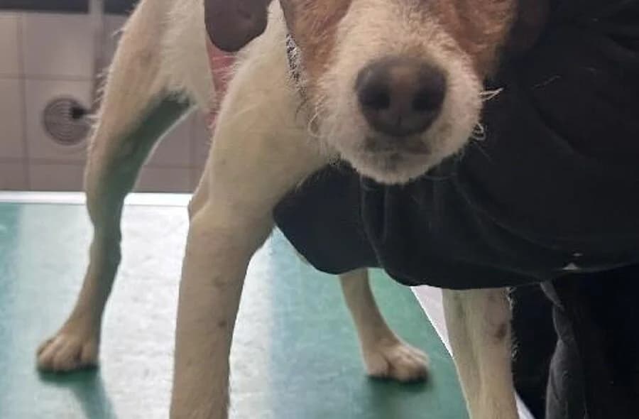 Shiper, male 4yo mixed breed for adoption at 30 Millions d'Amis, Paris
