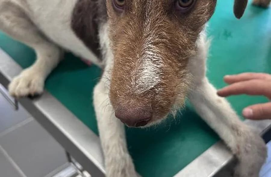 Django, male 4yo mixed breed for adoption at 30 Millions d'Amis, Paris