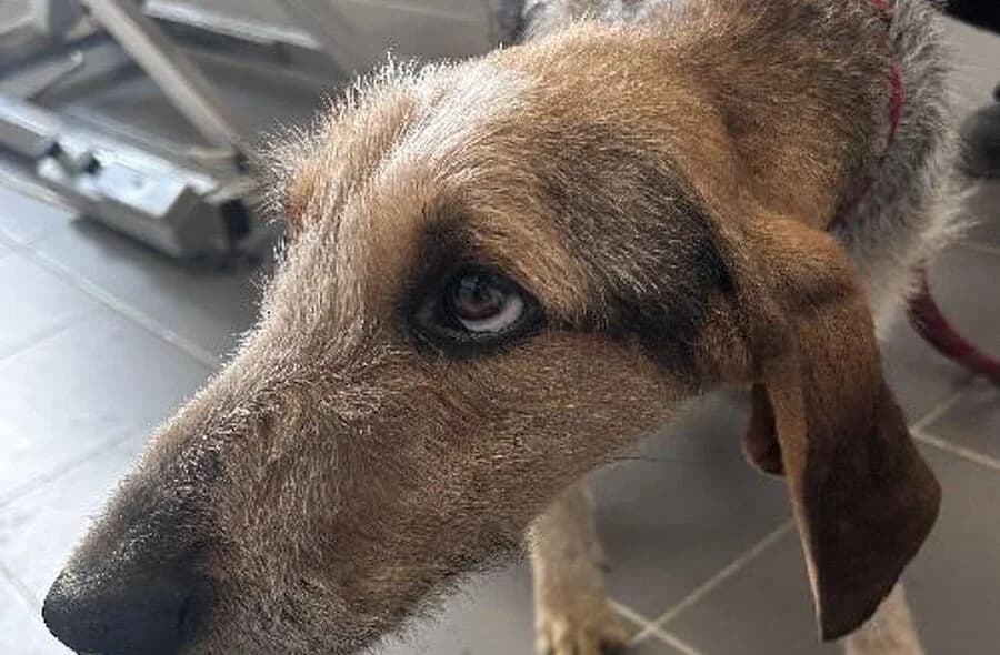 Uriane, female 4yo mixed breed for adoption at 30 Millions d'Amis, Paris