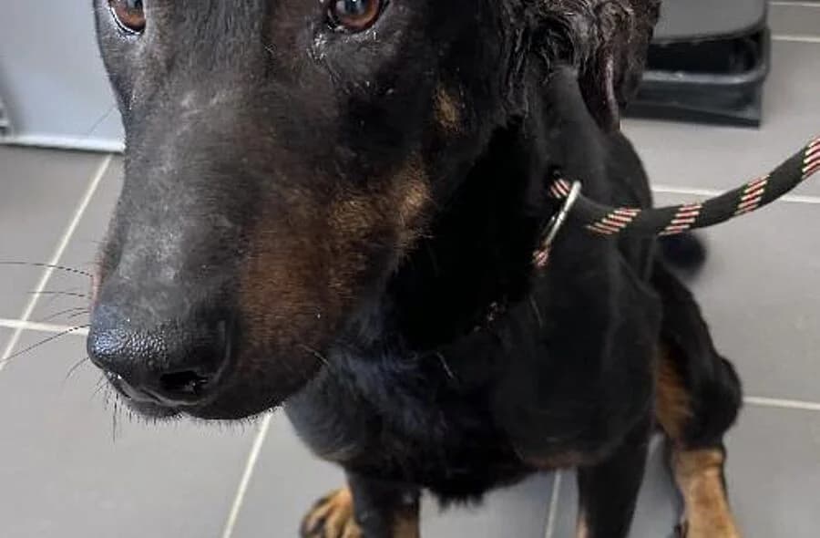 Holga, female 4yo mixed breed for adoption at 30 Millions d'Amis, Paris