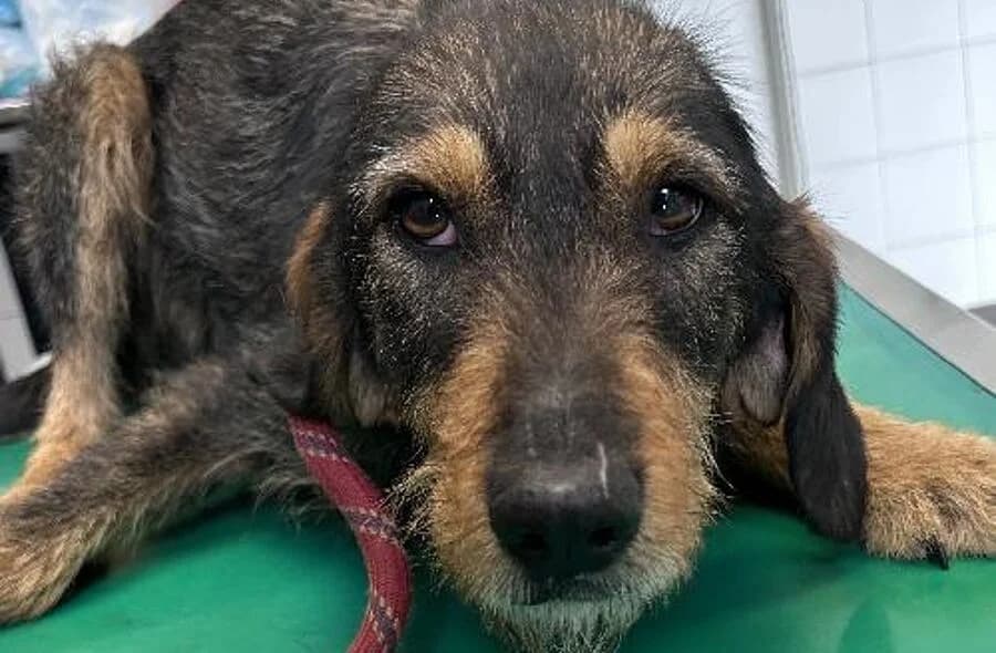 Padme, female 4yo mixed breed for adoption at 30 Millions d'Amis, Paris