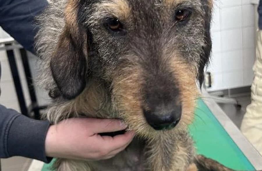 Ahsoka, female 4yo mixed breed for adoption at 30 Millions d'Amis, Paris