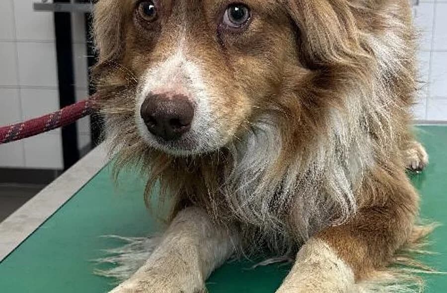 Chewie, male 4yo Border Collie for adoption at 30 Millions d'Amis, Paris