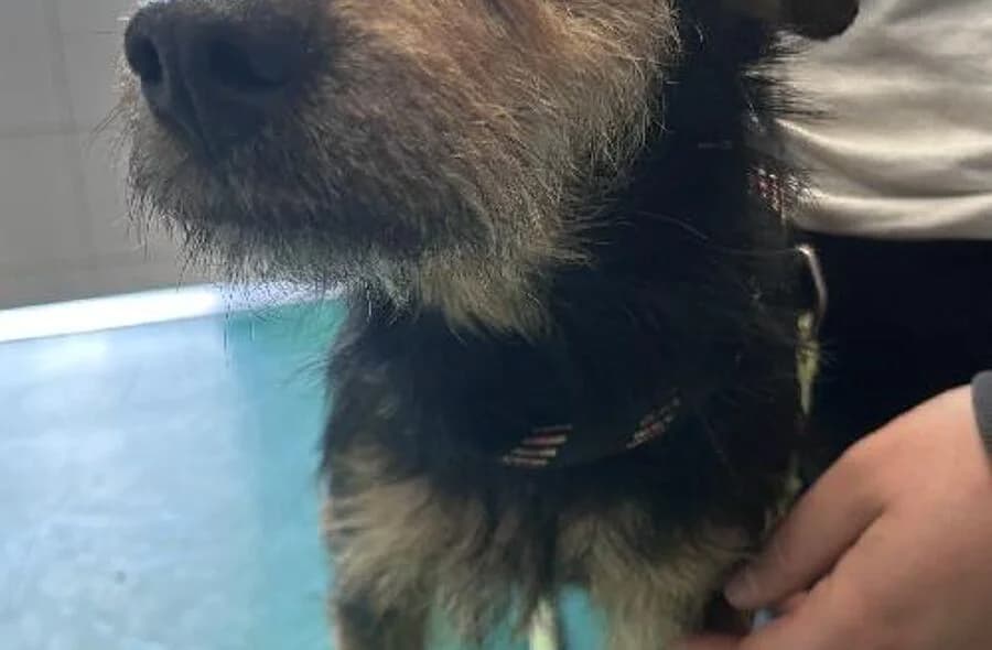 Ayla, female 4yo mixed breed for adoption at 30 Millions d'Amis, Paris