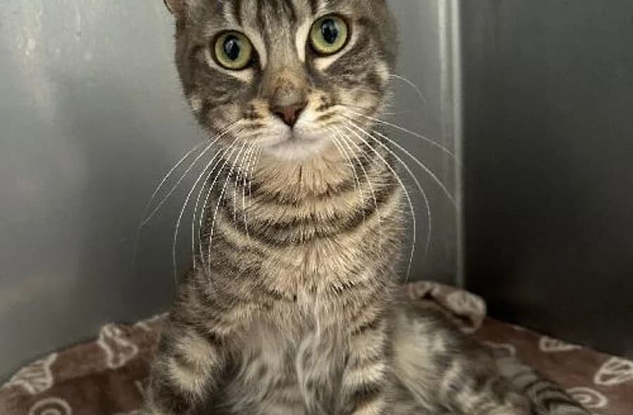 Leon, male 4yo mixed breed for adoption at 30 Millions d'Amis, Paris